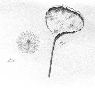 SH173 - 2 - leaf.png