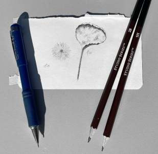 SH173 - 1b, 2b - dandelion, leaf.png