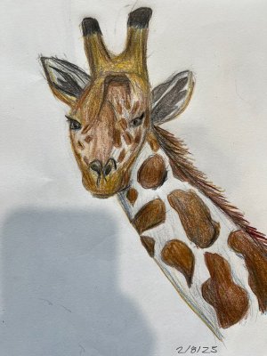 giraffe1.JPEG