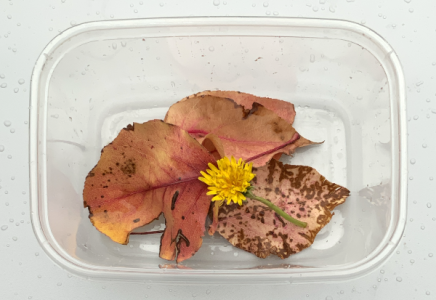 SH175 - 0 - dandelion and leaves.png