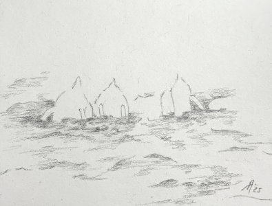 SH176 - 1a - diving ducks.png