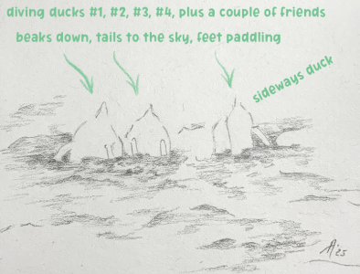 SH176 - 1b - diving ducks w-labels.png