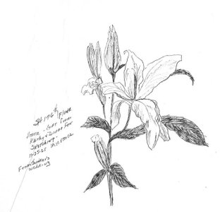 csshfl176flower.jpg