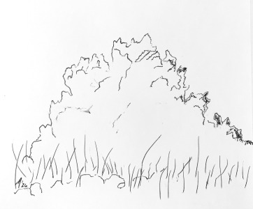 SH183 - 1a - scrub bush.png