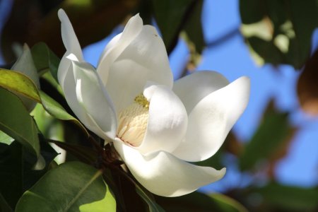 hhach-magnolia-2388070.jpg