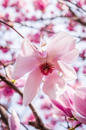 martinophuc-magnolia-flower-8635583.jpg