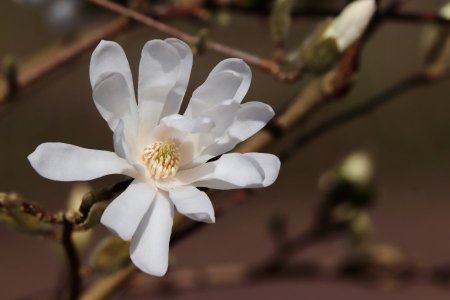 Final - nennieinszweidrei-star-magnolia-8621246.jpg