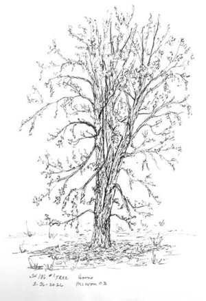 csshfl186tree.jpg