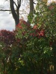 76339020-9466-4AB5-88C9-BD08D6A56FB1.jpeg