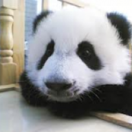 Happy Panda