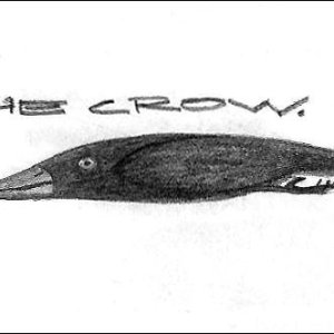 the crow.jpg