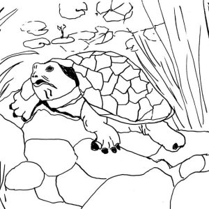turtle ink sketch.jpg