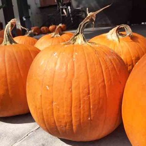 Pumpkins800.jpg