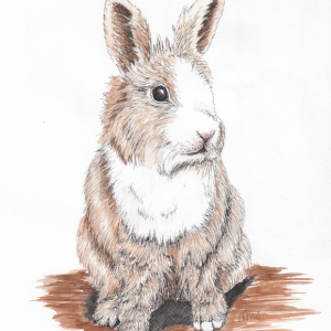 20230904Sk8 Bunny (Animal-Wildlife).png