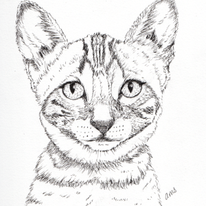 20230911Sk8 Wide-Eyed Cat (Ink).png