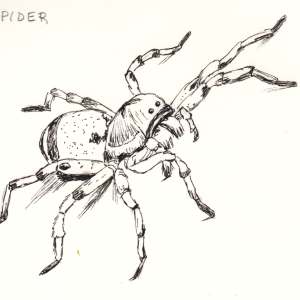 20231002Sk5 Spider (Inktober 2).png