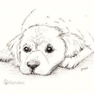 20231006Sk5 Golden Retriever Puppy (Inktober).jpg