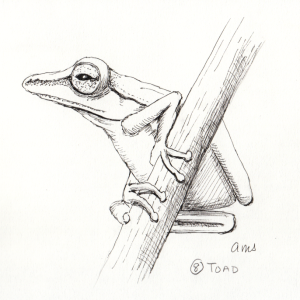 20231008Sk5 Frog (Inktober 8-Toad).png