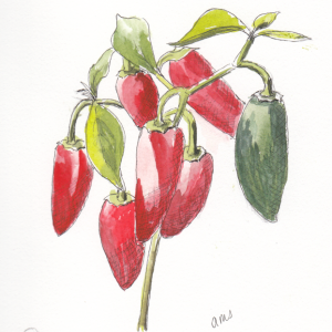 20231011Sk9 Jalapeno Peppers (Inktober 12-Spicy).png