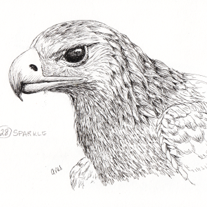 20231026Sk9 Gold Eagle (Animal & Wildlife, Inktober 28-Sparkle).png