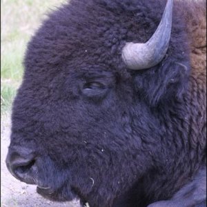 Bison RIL.jpg