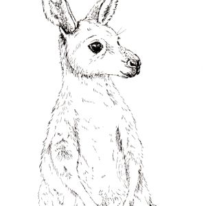 20231128Sk9 Kangaroo (Animal Wildlife Challenge).png