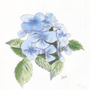 20231210Sk9 Hydrangea (WDE).png