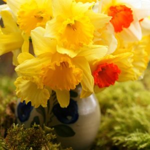 daffodils in vase.jpg