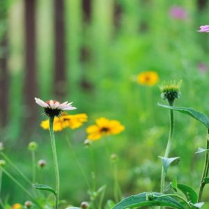 garden flowers.jpg