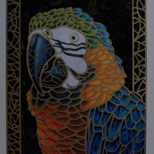 Golden Macaw 1.JPG