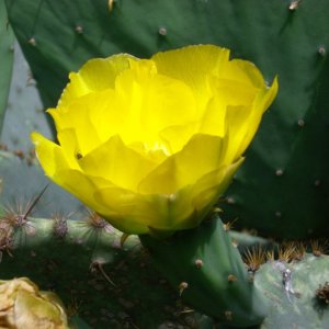 yellow-cactus.jpg