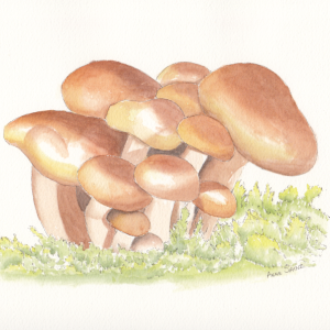 20240321 Mushrooms (WDE 2-22-24, Sr Art Show).png