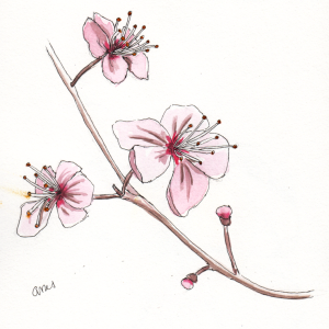 20240402Sk9 Dogwood Blossoms (WDE 3-30-24).png