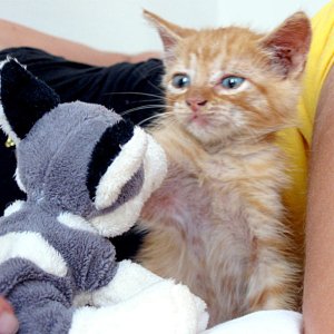 orange tabby kitten.jpg
