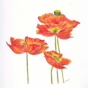 20240502Sk8 Poppies (WDE).png