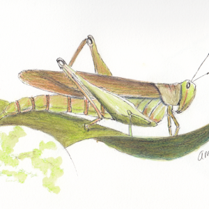 20240514Sk9 Grasshopper (WDE5-10-24)-2.png