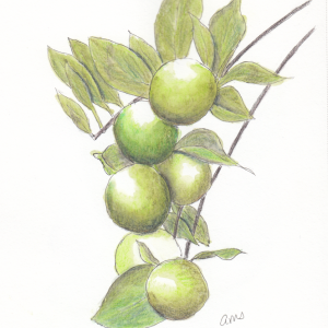 20240517Sk9 Green Fruit (WDE 5-17-24)-2.png