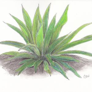 20240519Sk9 Agave Plant (May PP).png