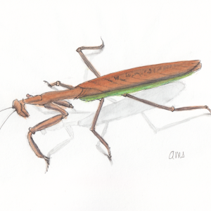 20240521 Praying Mantis (WL Challenge).png