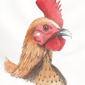 20240530Sk9 Rooster (WDE 5-17-24, Inktense).png