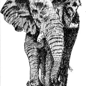 African Elephant.jpg