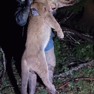 cg cougar killed.jpg