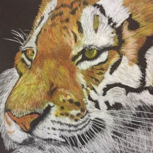 Oct. 2021 Tiger CP 9x12 Artagain black dp.jpg