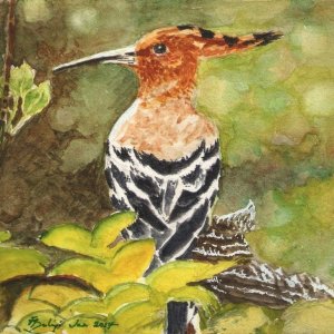 Hoopoe.jpg