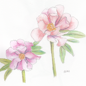 20240816Sk8 Pink Peonies (Watermedia).png