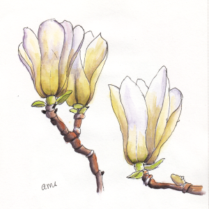 20240824Sk9 Magnolias (WDE).png