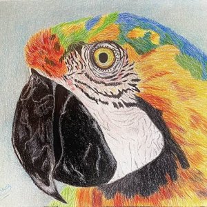 Macaw 9x12 colored pencil bristol.jpg