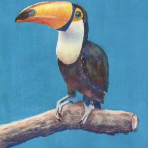 Toucan.jpeg