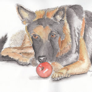 20240920Sk8 Dog with Apple (WDE 9-13-24).png