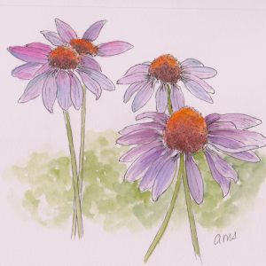 20240921Sk9 Cone Flowers (WDE).png